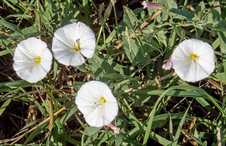 Bindweed 1.jpg